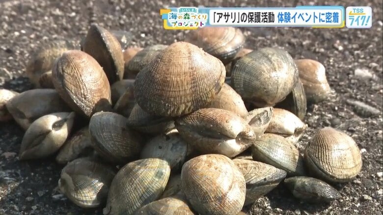 いのくち産アサリ