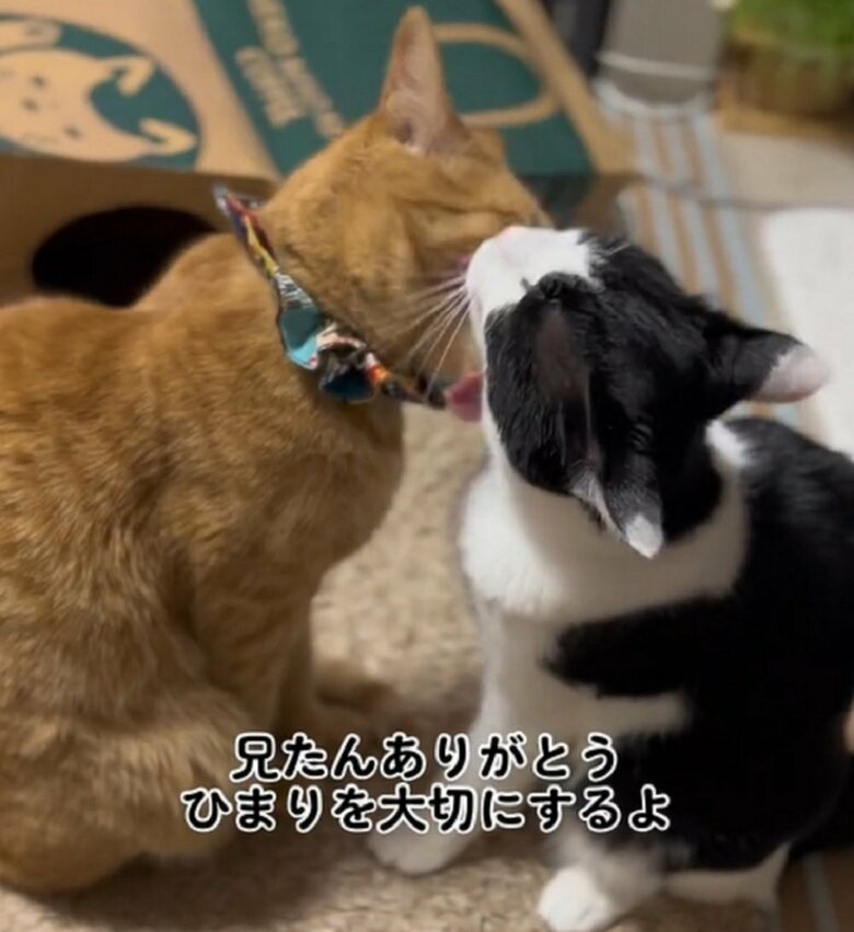 陽葵ちゃんが来て元気を取り戻したというちまきくん