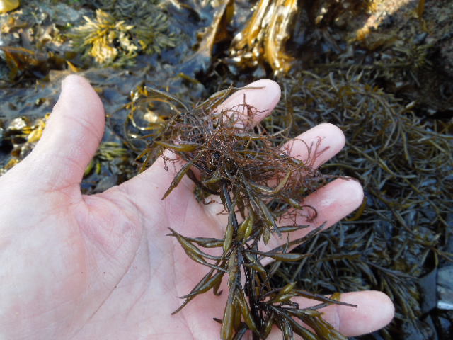 生のひじき。干すことで保存性がアップ（画像提供：星名桂治さん）
