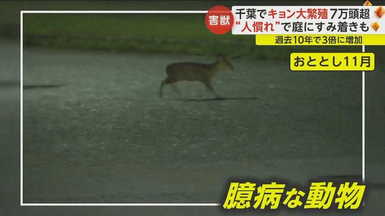 離れた場所からでも人の姿を見つけると逃げ出していたが…