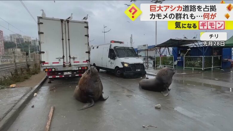 空を見上げる2頭の巨大なアシカ