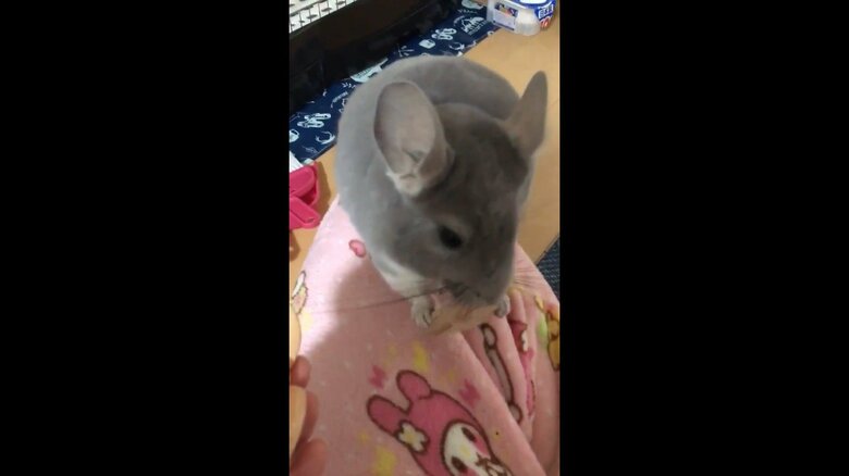 ワッシャーを受け取ってかじるムーくん