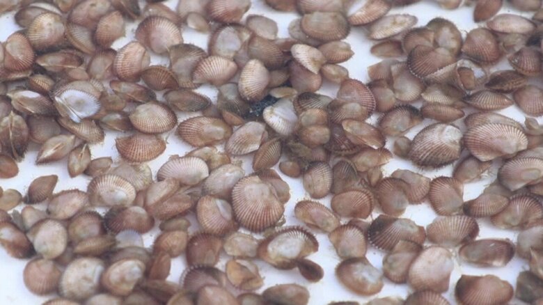 ノリの色落ち対策で放流された2枚貝のサルボウ