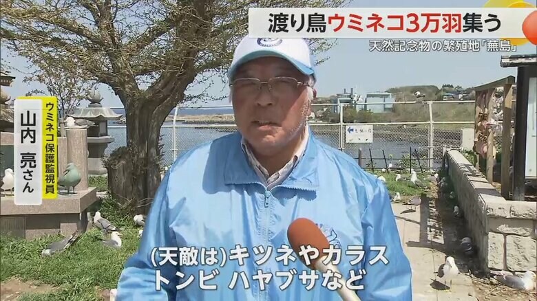 ウミネコ保護監視員の山内亮さん