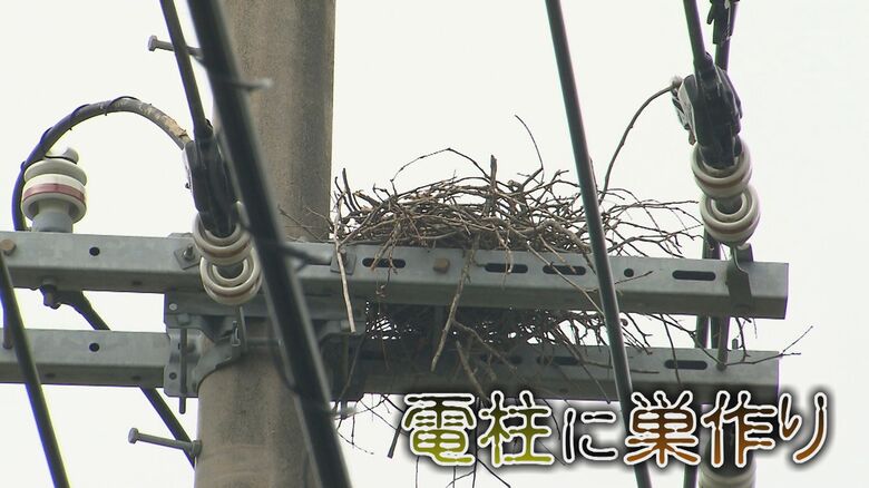 電柱の送電線近くに作られたカラスの巣