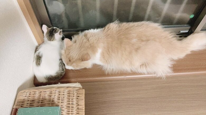 サイズがこんなにも違う