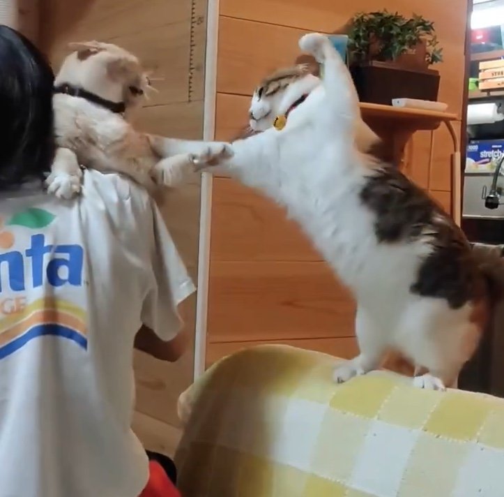 提供：nyaokoさん