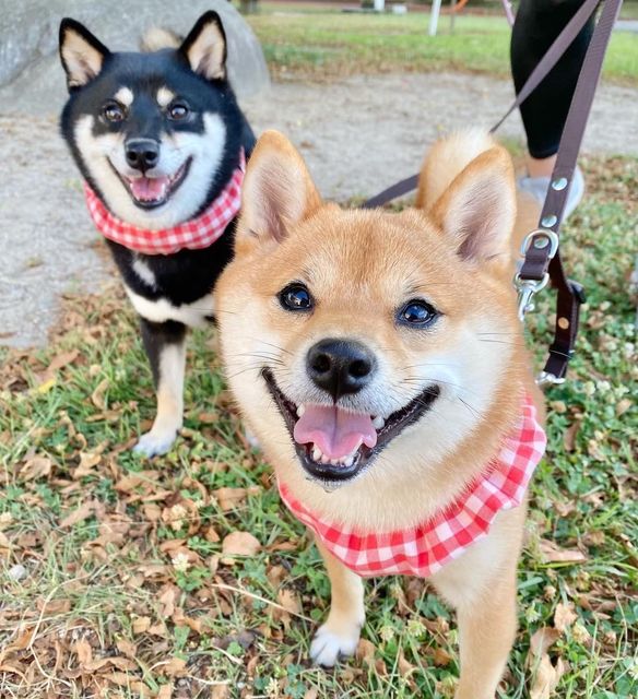 夏はばぁば手作りのクールネックで散歩（提供：豆柴あさのんさん）
