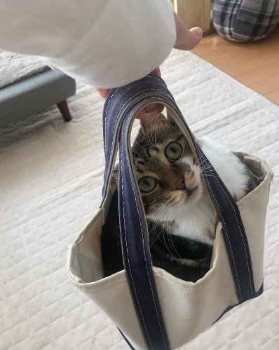 バッグにすっぽりなキキちゃん