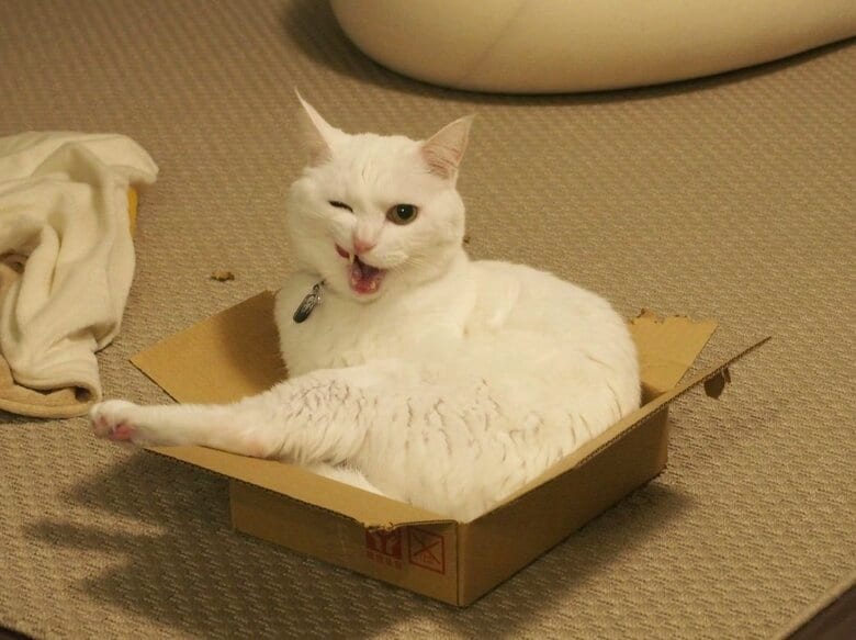 提供：@hakusama0906