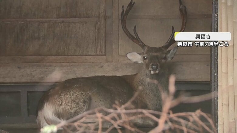 屋根のある場所に“避難”したシカ