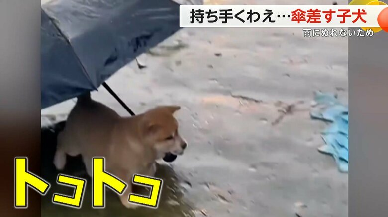 傘の持ち手をくわえながらトコトコと歩く子犬