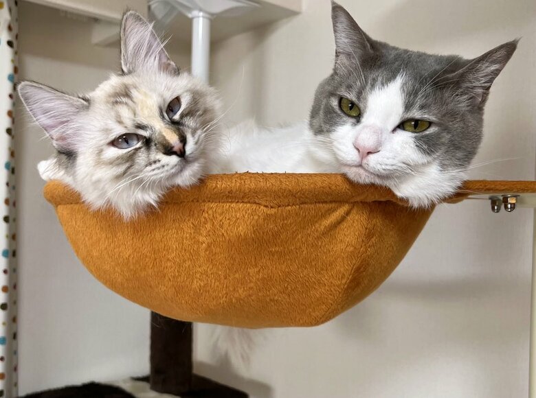 提供：いずもん/まろ様さん