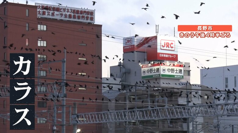 夕方になると駅前に現れるカラスの集団