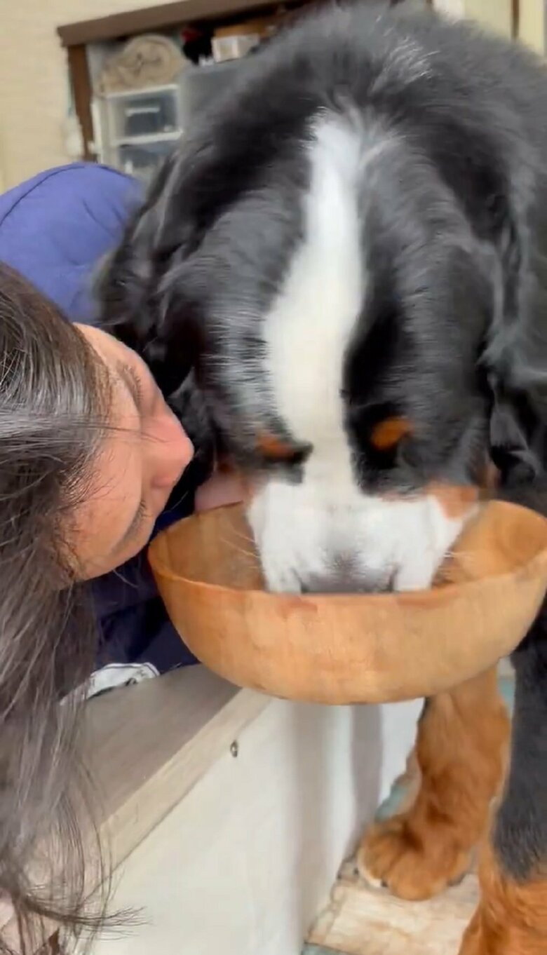 パパさんは近距離から八兵衛くんが食べているのを見ている