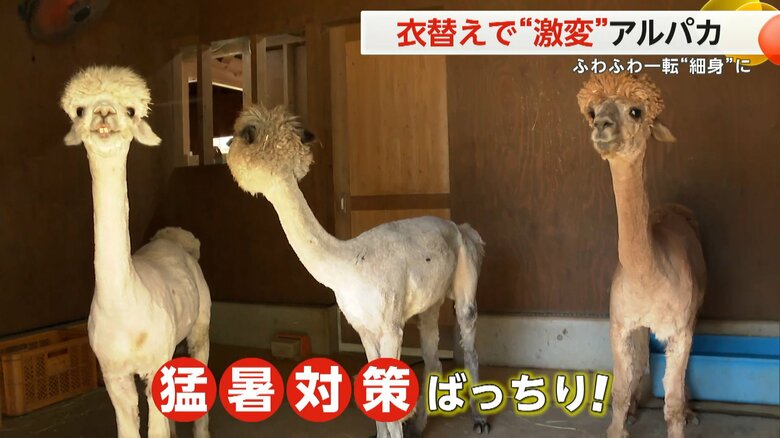 ふわっふわだった毛が激変し、見慣れない細い姿になったアルパカ