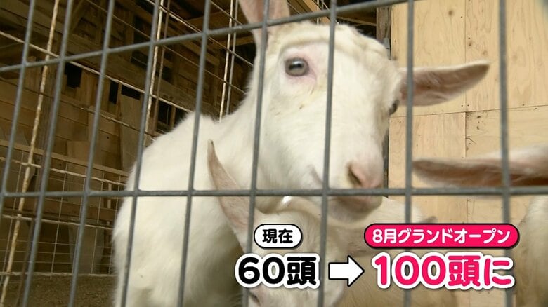 本格オープン時には100頭に増やす予定