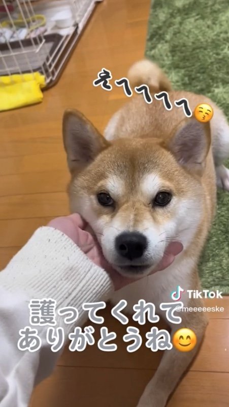 提供：柴犬こちゃんさん