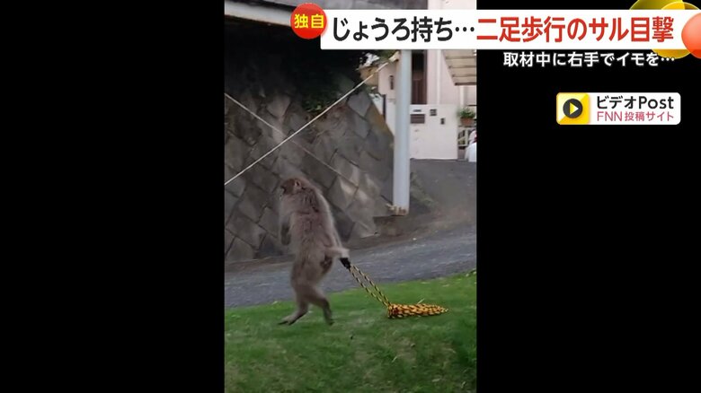 左手のないサルが芝生でロープを使って遊ぶ様子⑦