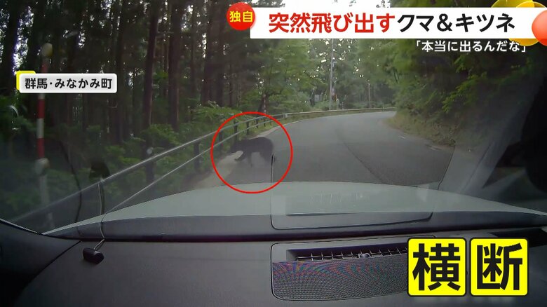 車の走行中に突然クマが飛び出し道路を横切る一部始終④