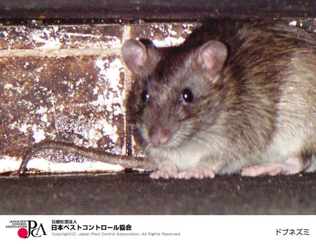 ドブネズミ（日本ペストコントロール協会）