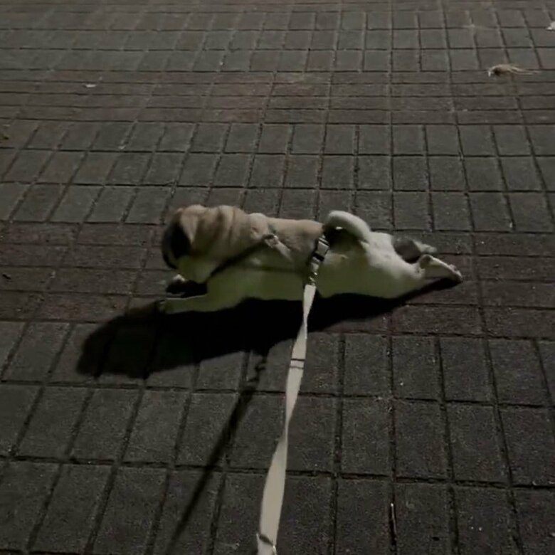 周囲をズリズリと這いまわる