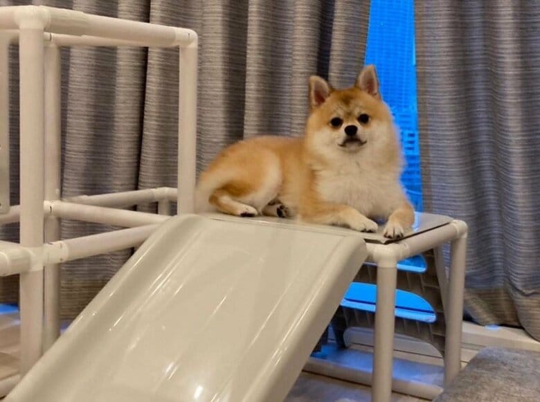 すべり台の上で満足気