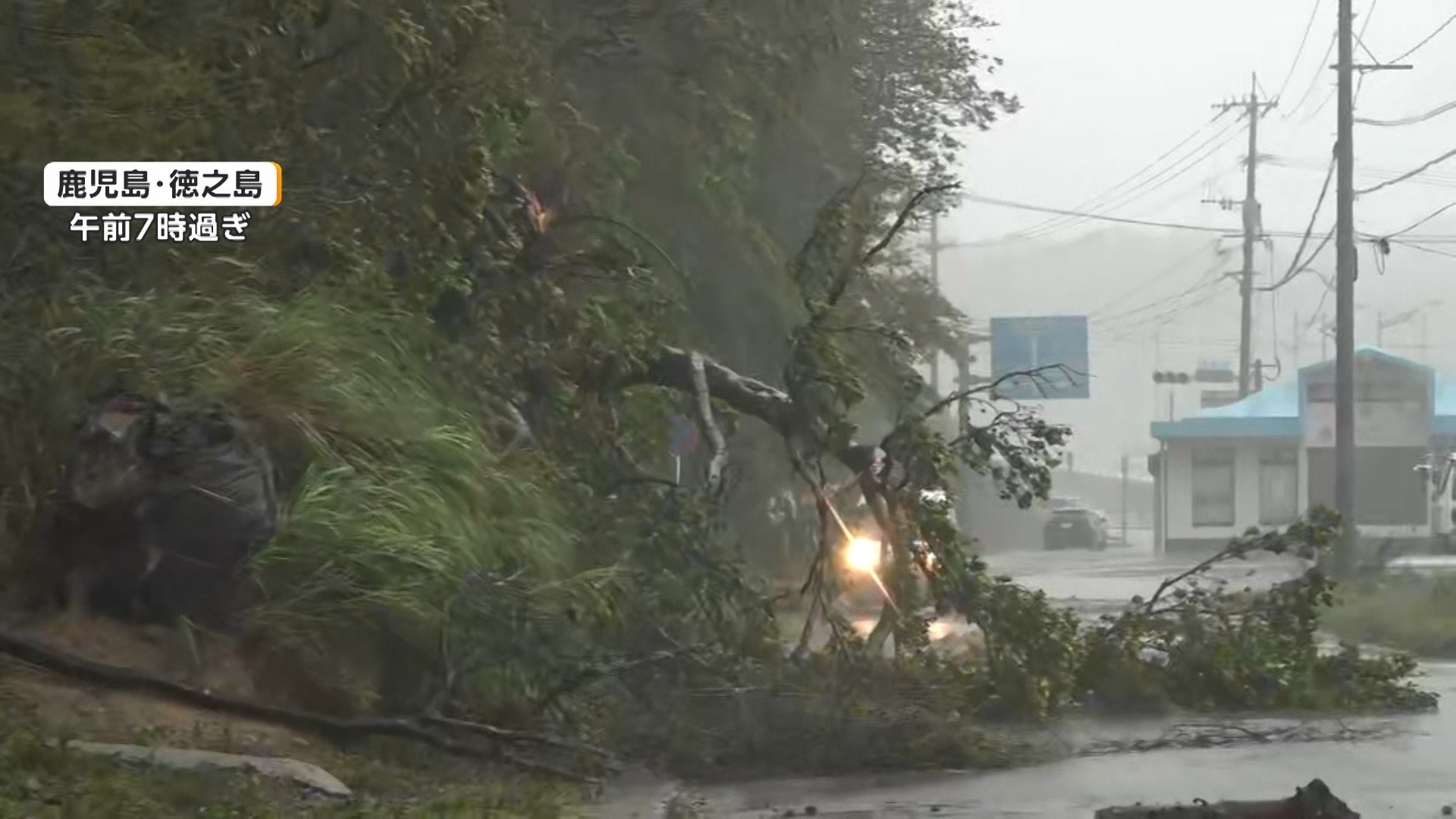 台風18号影響で各地が猛暑 子どもの“夏休みの宿題”を直撃 ミニトマトの葉っぱ枯れ実がつかず観察日記ピンチ