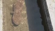 【映像】真庭市で国の特別天然記念物「オオサンショウウオ」の”仲間”見つかる　体長約８０センチ【岡山】