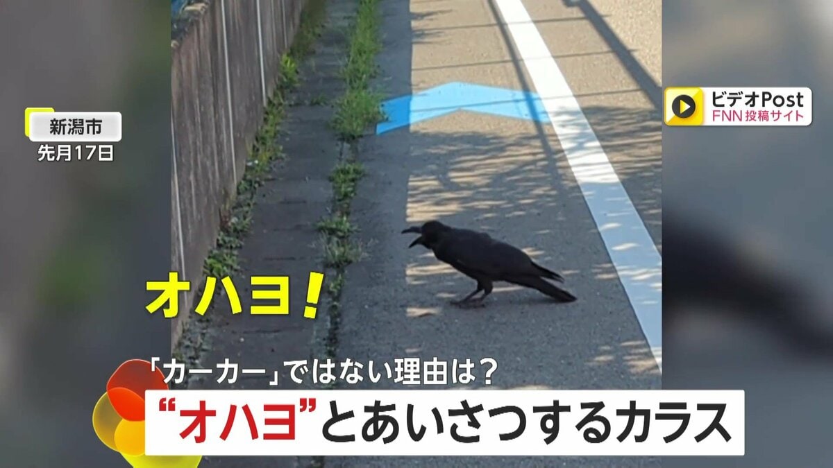 オハヨ！オハヨ！」賢い“あいさつ”カラス登場に撮影者「知り合いかと