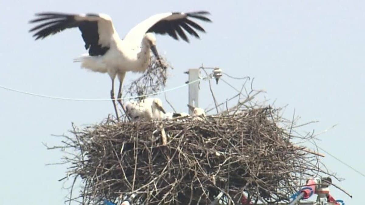 コウノトリが“電柱”で子育て 翼を広げて天敵から守る親鳥…巣立ちを