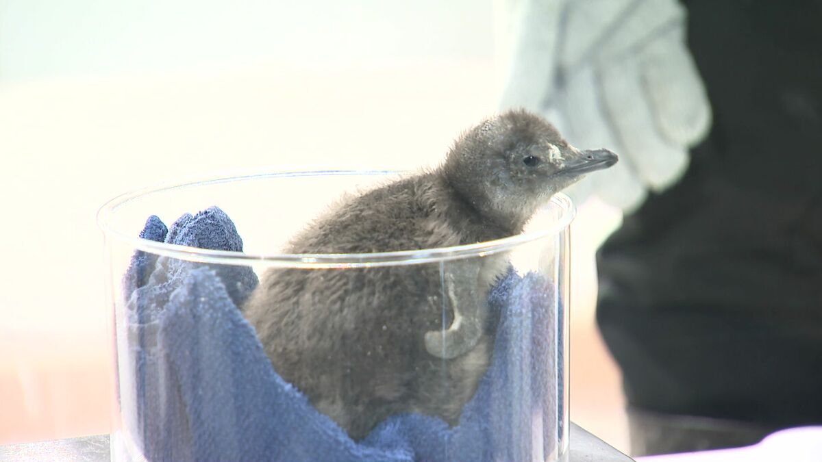 心一瞬でわし掴み」世界最小フェアリーペンギン“赤ちゃん”AOAOサッポロ