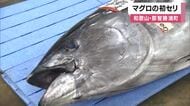  水揚げ日本一の港に活気　マグロの初セリ開催　約1300本が市場に並び最大130キロの大物も…1年の大漁と安全を祈願　和歌山・那智勝浦町