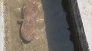 【映像】真庭市で国の特別天然記念物「オオサンショウウオ」の”仲間”見つかる　体長約８０センチ【岡山】