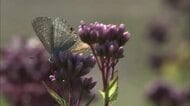 17日の富山県内は絶好の行楽日和　富山市では秋の七草の一つ『フジバカマ』の花が咲き始める