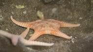 「チュラウミゴカクヒトデ」世界初展示 沖縄の深海から採取…“新種ヒトデ”を美ら海水族館が発見