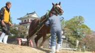 馬にむちは動物愛護法違反？伝統の輓馬（ばんば）大会を刑事告発 困惑する町と告発団体の言い分【宮城発】