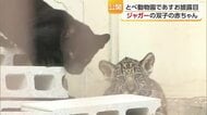 「“かわいいね”と声をかけてあげて欲しい」ジャガーの双子の赤ちゃん　報道公開【愛媛】