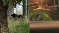 “漁船グマ”海を渡り無人島上陸か　宮城・塩竈市で相次いで目撃のクマと同個体か　クマの“泳力”「非常に上手」