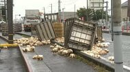 大崎市の国道上でニワトリが散乱　２０００から３０００羽を積んだトラックが荷崩れを起こしたか〈宮城〉