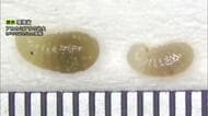 北海道の石狩湾新港でアカカミアリの幼虫を道内初確認、働きアリ約80匹とともに発見＿持ち込みや現場でふ化した可能性も＿累計約1440匹を駆除＿刺されると激しい痛みや腫れなど健康被害の恐れ