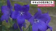 「キキョウの寺」に約800株が咲き誇る　住職が23年かけて植え続けた青紫や白、ピンクの花が見ごろに　暑さで例年より早く開花　兵庫・香美町