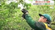 福井梅を収穫するのは…ドライバーや事務員　運送会社が高齢化で人手不足の農業を支援　過疎化で物流量の減少を見据え新規ビジネス