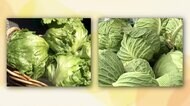 キャベツ平年比3割安・レタス2割安　農水省「梅雨の時期で生育遅れも」