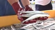 「まだ今は群れがいない」　大船渡市でサンマ初水揚げ　4割以上が140g超え　岩手県