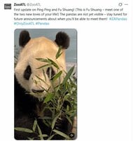 笹をムシャムシャ目をキョロキョロ　中国が貸与のパンダ映像公開　アメリカ・アトランタの動物園