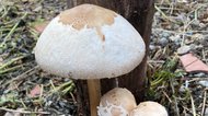 自宅の庭に“毒キノコのようなもの”…投稿相次ぐワケと見つけた時の注意点を専門家に聞いた
