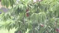 台風8号が接近 午後の長野県内は強い雨も 進路は当初予想より北に