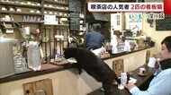 性格は正反対！ 長岡市の喫茶店に暮らす２匹の看板猫【新潟】
