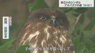 福を呼ぶフクロウ「アオバズク」に会いたい！3度目の正直　会うことはできるのか！？　小学校で児童に見守られながら子育てホーホー